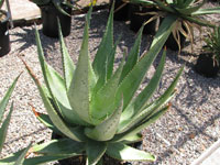 Aloe marlothii