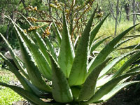 Aloe marlothii