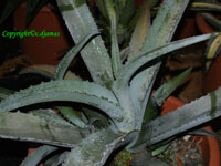 Agave marmorata