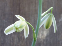 Albuca maxima