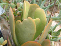 Adromischus maximus