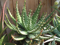 Aloe melanacantha