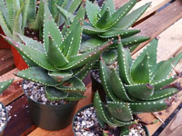 Aloe meyeri