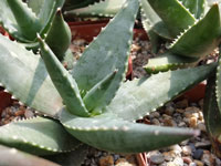 Aloe meyeri