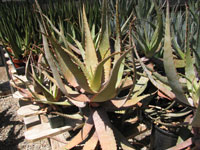 aloe microstigma