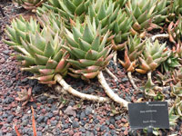 aloe mitriformis