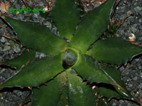 Agave montana