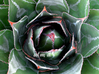 agave montana