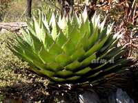 Agave montana