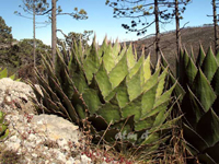 Agave montana