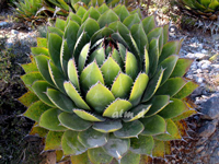 Agave montana