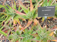 aloe mubendiensis