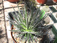 Agave multifilifera
