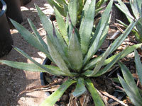 Agave murpheyi