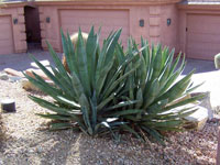 Agave murpheyi