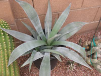 Agave murpheyi