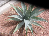 Agave murpheyi