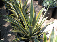 Agave murpheyi