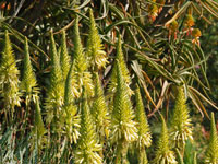 Aloe arborescens