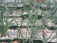 Albuca namaquensis