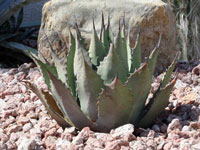 agave neomexicana