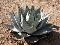 Agave neomexicana