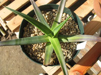 agave nizandensis