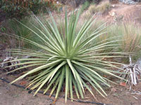 Agave ocahui