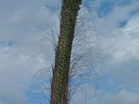 Agave ocahui