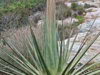 Agave ocahui