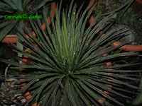 agave ornithobroma