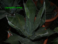 Agave oroensis