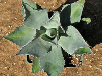 Agave ovatifolia