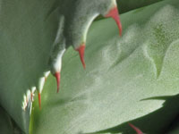 Agave ovatifolia