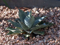 Agave ovatifolia