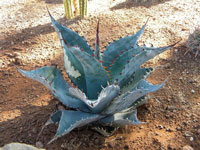 Agave ovatifolia