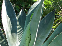 agave pachycentra