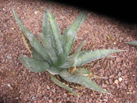 agave palmeri