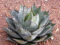 agave parrasana