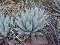 agave parryi