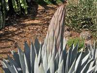 Agave parryi