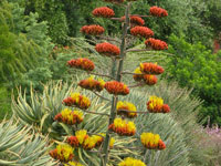 Agave parryi