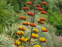 Agave parryi