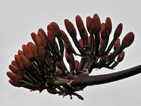 Agave parryi