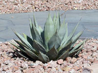 Agave parryi