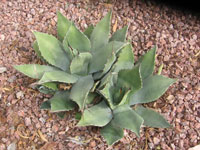 Agave parryi