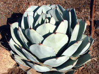 Agave parryi