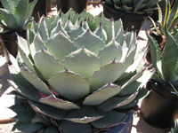 Agave parryi