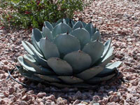 Agave parryi