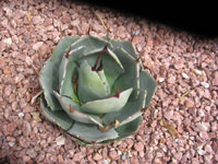 Agave parryi